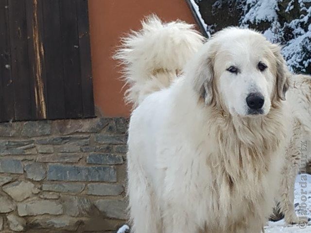 Perro de Montana del Pirineo