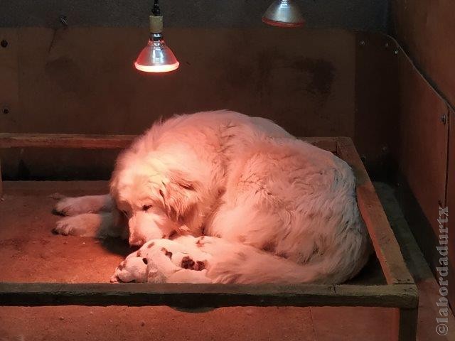 Perro de Montana del Pirineo