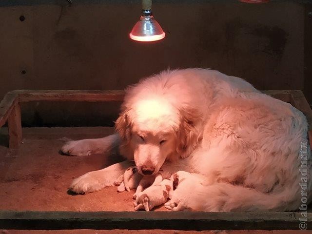 Perro de Montana del Pirineo