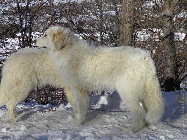 Perro de Montana del Pirineo