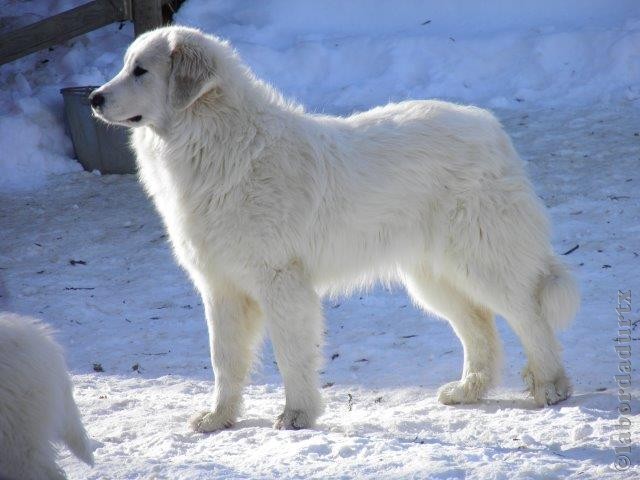 Perro de Montana del Pirineo