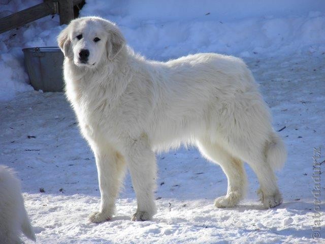 Perro de Montana del Pirineo