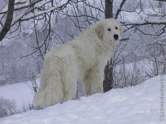 Perro de Montana del Pirineo