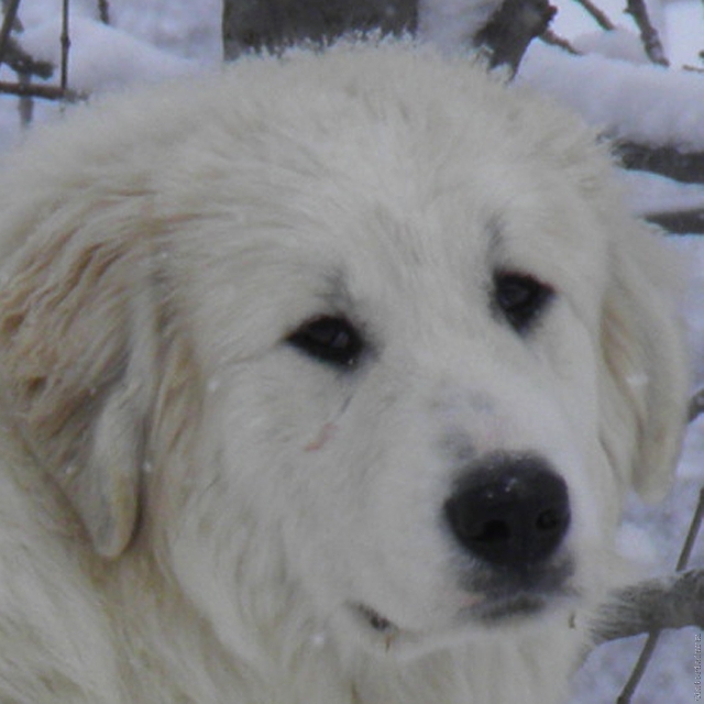 Perro de Montana del Pirineo