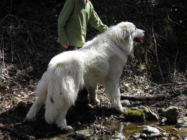 Perro de Montana del Pirineo