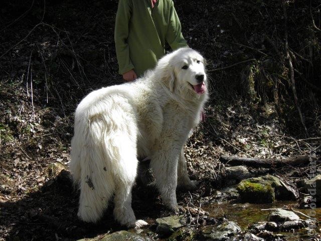 Perro de Montana del Pirineo