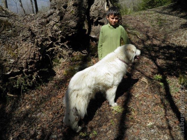 Perro de Montana del Pirineo