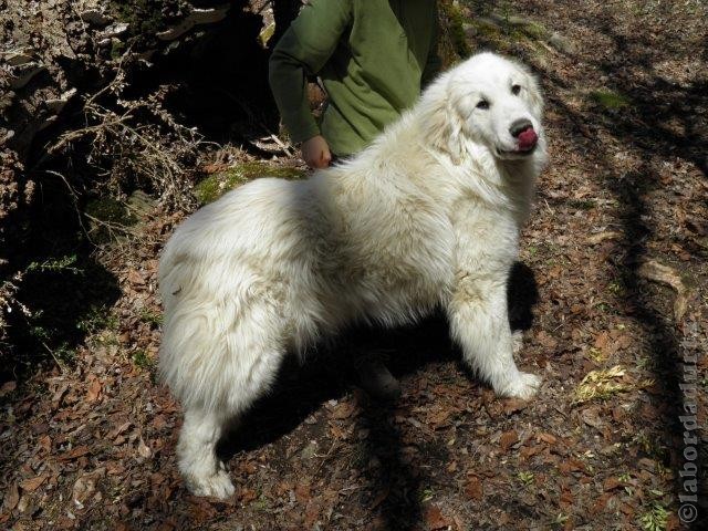 Perro de Montana del Pirineo