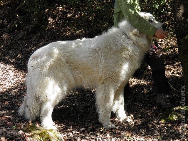 Perro de Montana del Pirineo