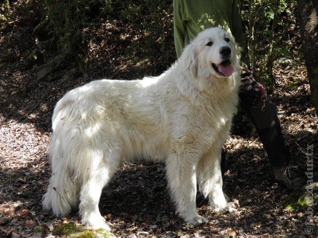 Perro de Montana del Pirineo