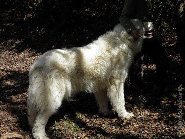 Perro de Montana del Pirineo