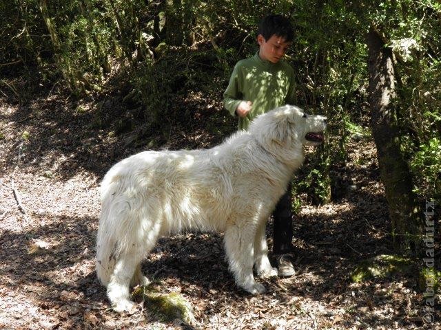 Perro de Montana del Pirineo