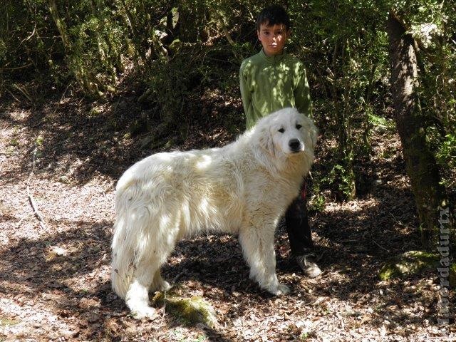 Perro de Montana del Pirineo