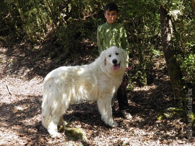 Perro de Montana del Pirineo