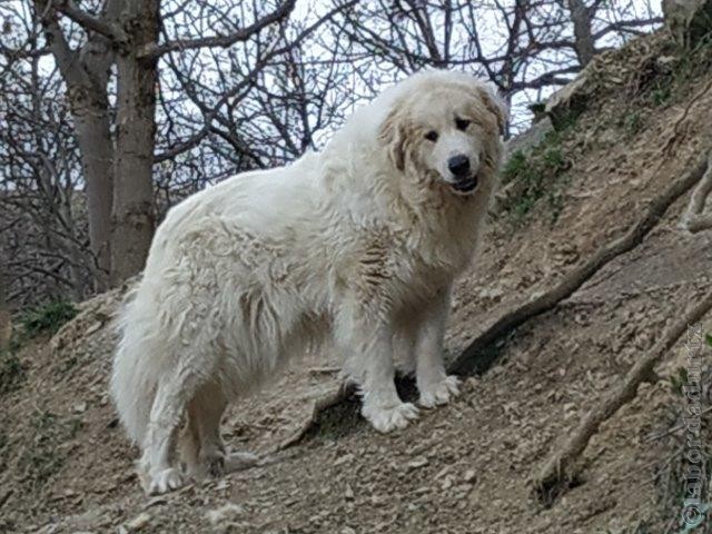 Perro de Montana del Pirineo