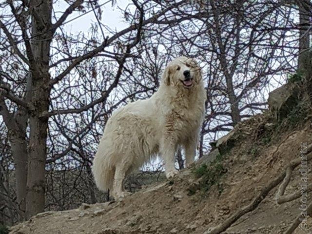 Perro de Montana del Pirineo