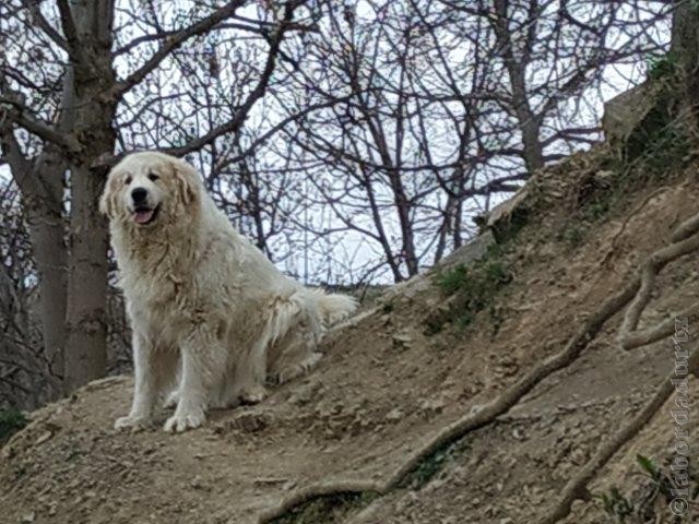 Perro de Montana del Pirineo