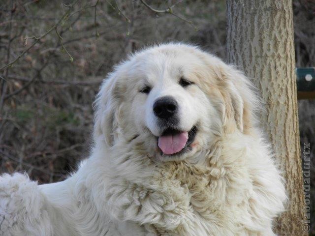 Perro de Montana del Pirineo