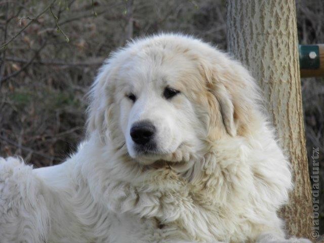 Perro de Montana del Pirineo