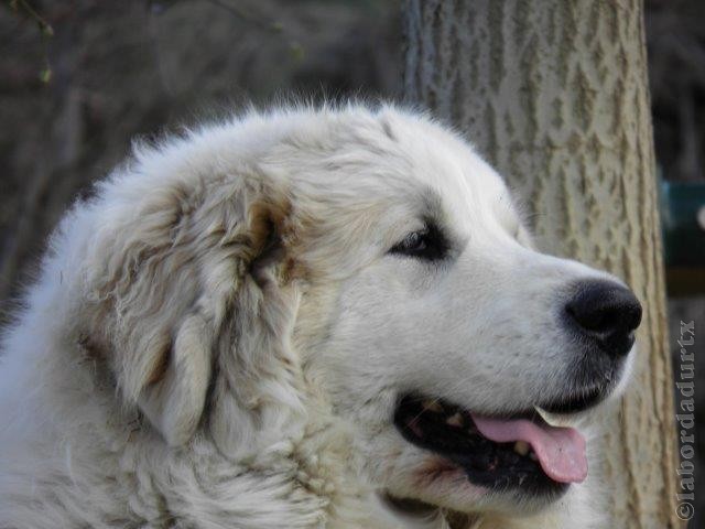 Perro de Montana del Pirineo