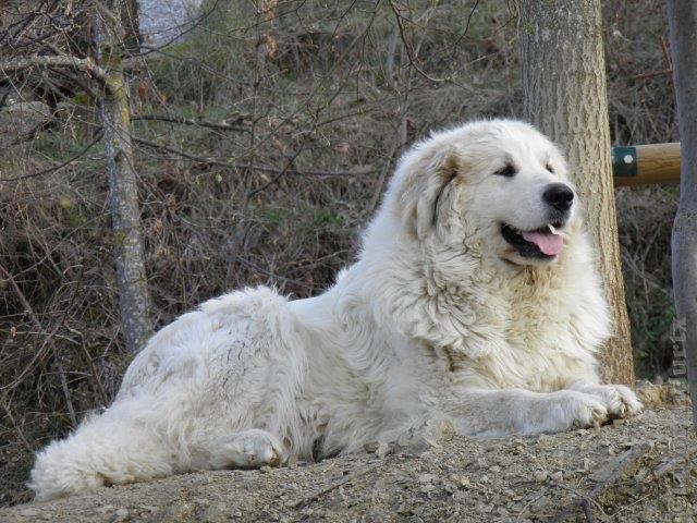 Perro de Montana del Pirineo