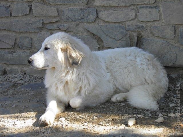 Perro de Montana del Pirineo