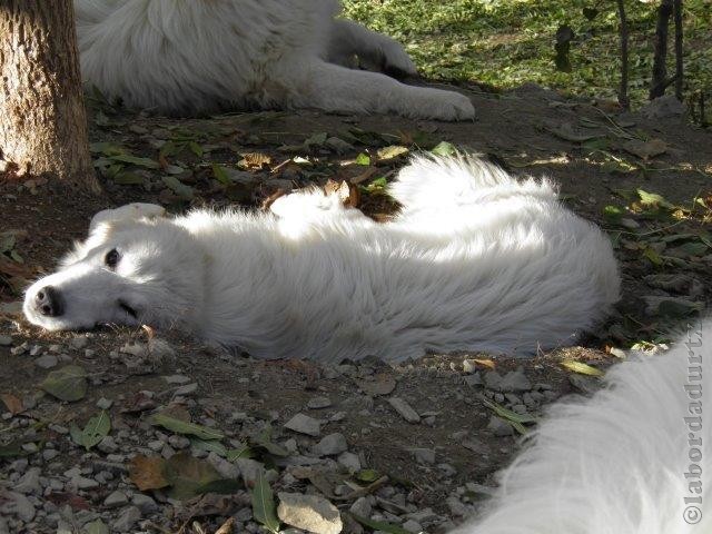 Perro de Montana del Pirineo