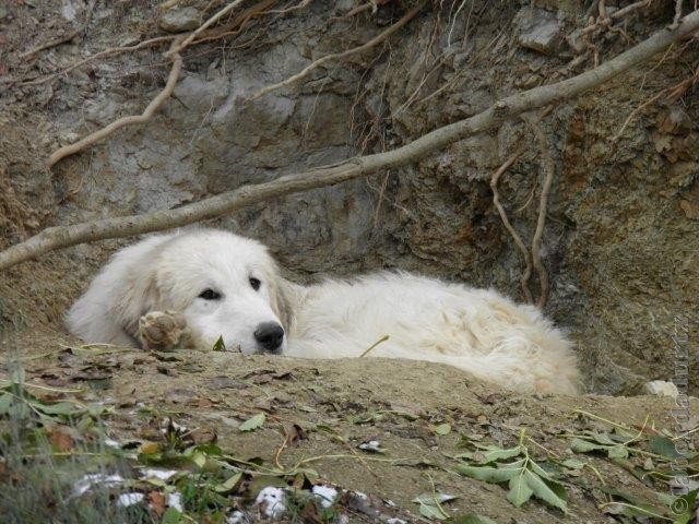 Perro de Montana del Pirineo