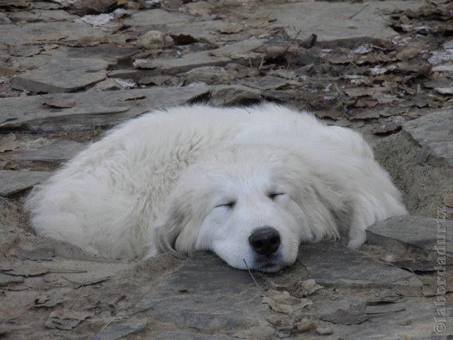 Perro de Montana del Pirineo