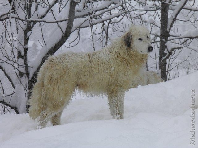 Perro de Montana del Pirineo