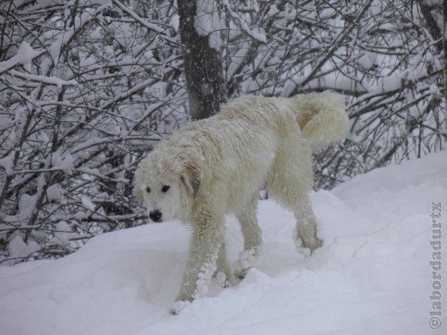 Perro de Montana del Pirineo