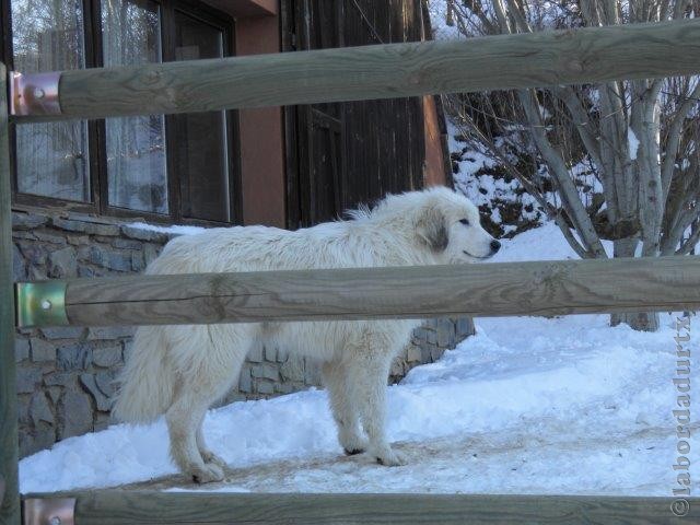 Perro de Montana del Pirineo