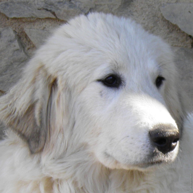 Perro de Montana del Pirineo