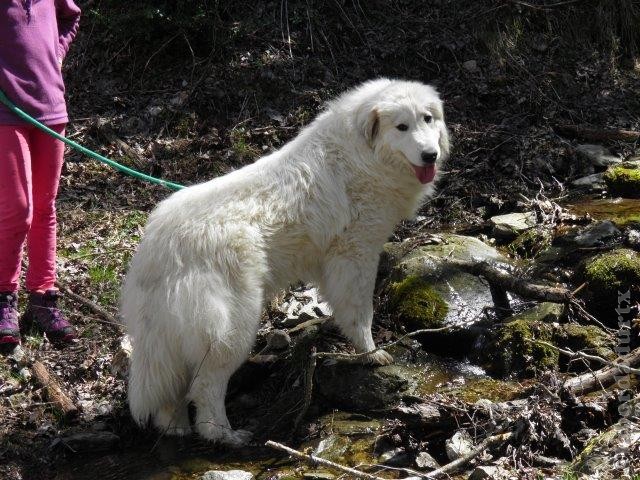 Perro de Montana del Pirineo