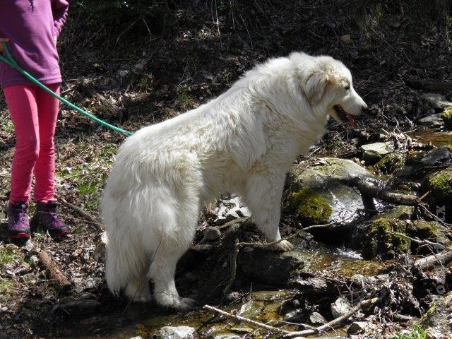 Perro de Montana del Pirineo