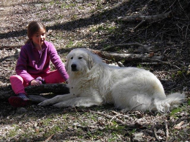 Perro de Montana del Pirineo