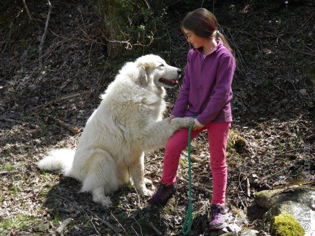 Perro de Montana del Pirineo