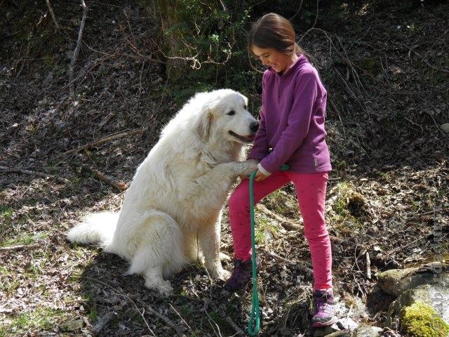 Perro de Montana del Pirineo