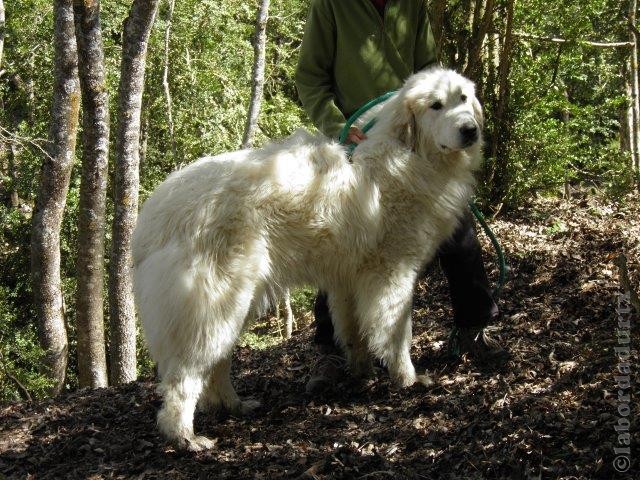 Perro de Montana del Pirineo