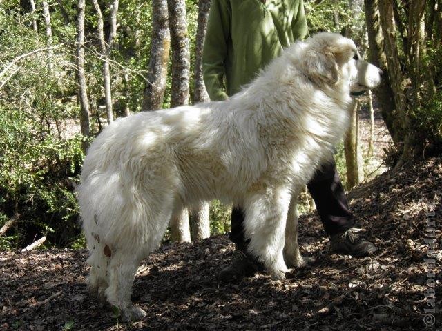 Perro de Montana del Pirineo