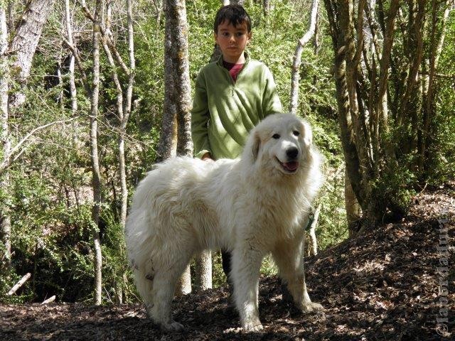 Perro de Montana del Pirineo