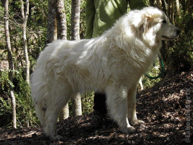 Perro de Montana del Pirineo