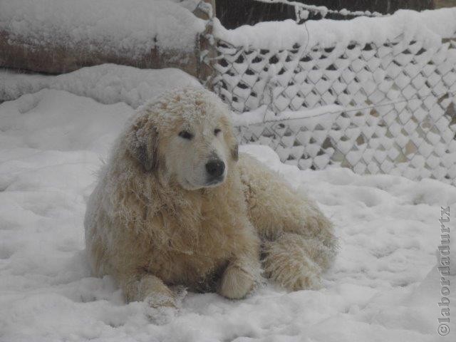 Perro de Montana del Pirineo