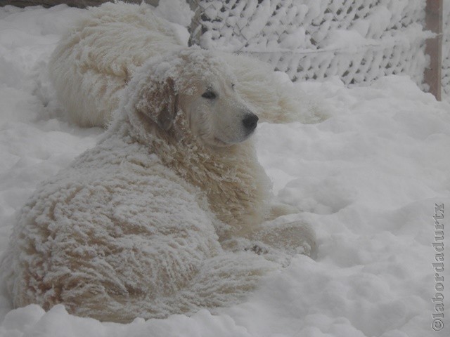 Perro de Montana del Pirineo