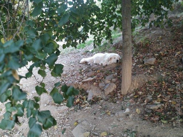 Perro de Montana del Pirineo