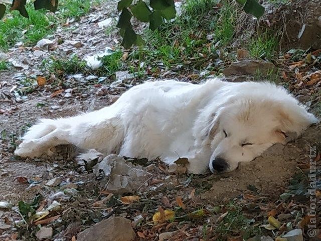 Perro de Montana del Pirineo