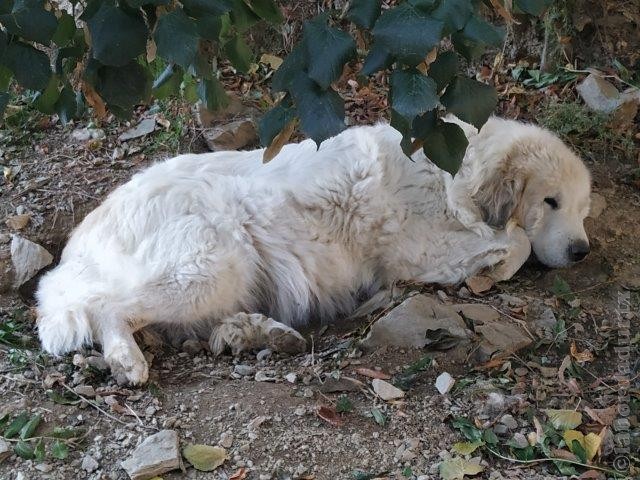 Perro de Montana del Pirineo