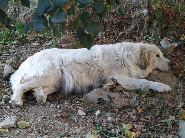 Perro de Montana del Pirineo