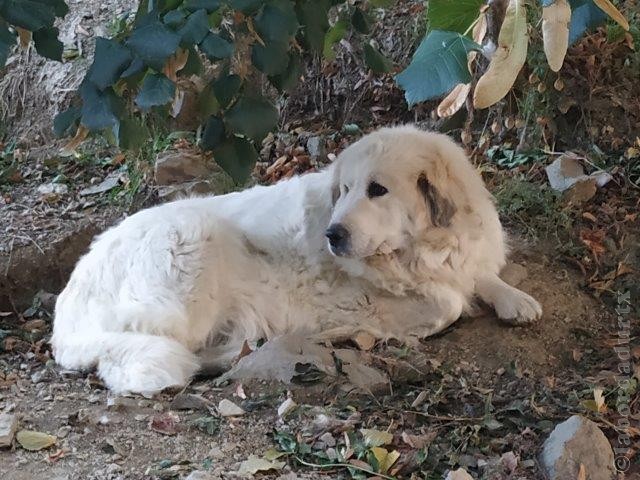 Perro de Montana del Pirineo