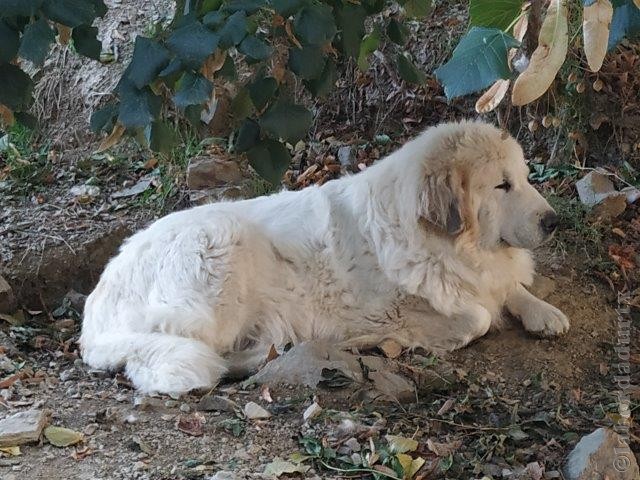 Perro de Montana del Pirineo